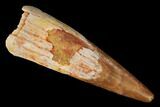 Fossil Pterosaur (Siroccopteryx) Tooth - Morocco #167154-1